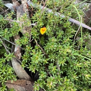 Pultenaea microphylla at Bungonia, NSW - 13 May 2024 03:22 PM