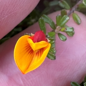 Pultenaea microphylla at Bungonia, NSW - 13 May 2024 03:22 PM