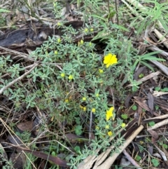 Hibbertia obtusifolia (Grey Guinea-flower) at Bungonia, NSW - 13 May 2024 by lbradley