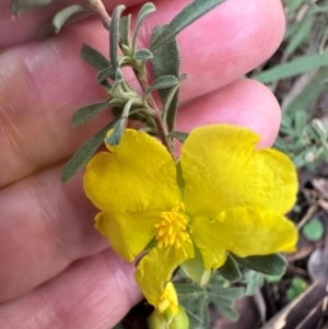 Hibbertia obtusifolia at Bungonia, NSW - 13 May 2024