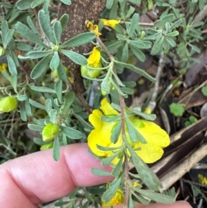 Hibbertia obtusifolia at Bungonia National Park - 13 May 2024