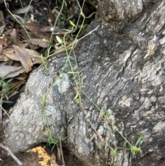 Opercularia diphylla (A stinkweed) at Bungonia National Park - 13 May 2024 by lbradley