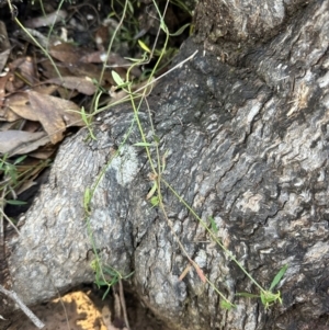 Opercularia diphylla at Bungonia, NSW - 13 May 2024