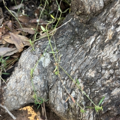 Opercularia diphylla (A stinkweed) at Bungonia National Park - 13 May 2024 by lbradley