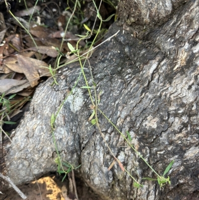 Opercularia diphylla at Bungonia National Park - 13 May 2024 by lbradley