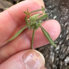 Opercularia diphylla at Bungonia, NSW - 13 May 2024