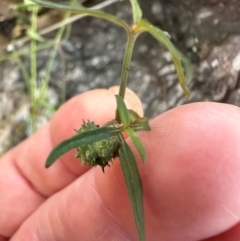 Opercularia diphylla at Bungonia, NSW - 13 May 2024