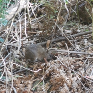 Isoodon obesulus obesulus at Tidbinbilla Nature Reserve - 17 Apr 2024