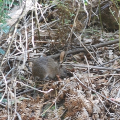 Isoodon obesulus obesulus (Southern Brown Bandicoot) at Paddys River, ACT - 17 Apr 2024 by Harrisi