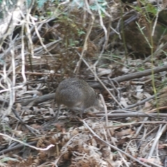 Isoodon obesulus obesulus at Tidbinbilla Nature Reserve - 17 Apr 2024