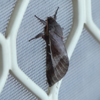 Oxycanus dirempta (Variable Oxycanus) at Braemar, NSW - 13 May 2024 by Curiosity