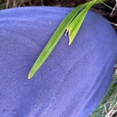 Unidentified Lily or Iris at Mount Majura - 13 May 2024 by waltraud