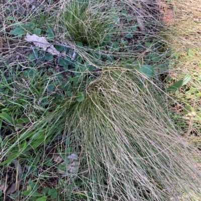 Nassella trichotoma (Serrated Tussock) at Watson, ACT - 13 May 2024 by waltraud