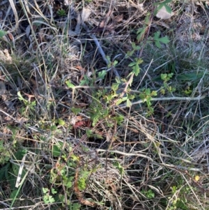 Crataegus monogyna at Mount Majura - 13 May 2024 11:32 AM