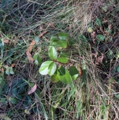 Viburnum tinus (Laurustinus) at Watson, ACT - 13 May 2024 by waltraud