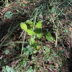 Viburnum tinus at Mount Majura - 13 May 2024