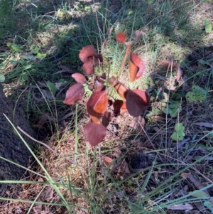 Pyrus calleryana at Mount Majura - 13 May 2024