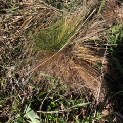 Nassella trichotoma (Serrated Tussock) at Mount Majura - 13 May 2024 by waltraud