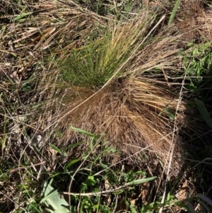 Nassella trichotoma at Mount Majura - 13 May 2024