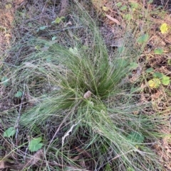 Nassella trichotoma (Serrated Tussock) at Watson, ACT - 13 May 2024 by waltraud