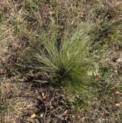 Nassella trichotoma at Mount Majura - 13 May 2024