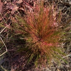 Nassella trichotoma at Mount Majura - 13 May 2024