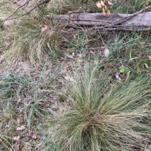 Nassella trichotoma at Mount Majura - 13 May 2024