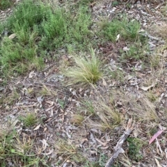 Nassella trichotoma at Mount Majura - 13 May 2024 04:57 PM