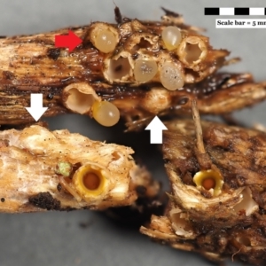 Sphaerobolus stellatus at suppressed - suppressed