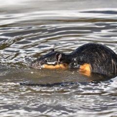Hydromys chrysogaster (Rakali or Water Rat) at Tidbinbilla Nature Reserve - 13 May 2024 by davidcunninghamwildlife