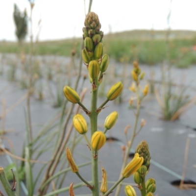 Bulbine bulbosa (Golden Lily) at Hume, ACT - 18 Dec 2023 by michaelb