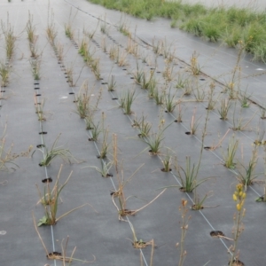 Bulbine bulbosa at Hume, ACT - 18 Dec 2023