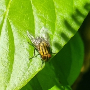 Unidentified Sawfly (Hymenoptera, Symphyta) at suppressed by clarehoneydove