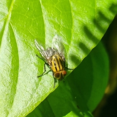 Oxysarcodexia varia (Striped Dung Fly) at Burnside, QLD - 14 May 2024 by clarehoneydove