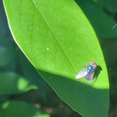 Unidentified True fly (Diptera) at Burnside, QLD - 13 May 2024 by clarehoneydove