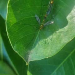 Unidentified True fly (Diptera) at Burnside, QLD - 13 May 2024 by clarehoneydove