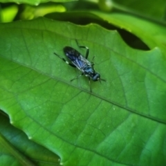 Exaireta spinigera (Garden Soldier Fly) at Burnside, QLD - 14 May 2024 by clarehoneydove