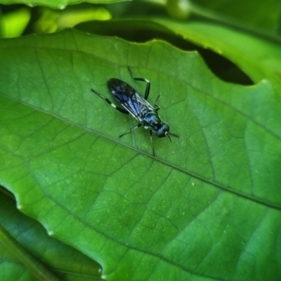 Unidentified True fly (Diptera) at suppressed - 13 May 2024 by clarehoneydove