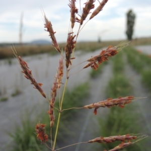 Sorghum leiocladum at Hume, ACT - 18 Dec 2023 05:47 PM