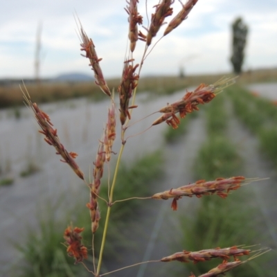 Sorghum leiocladum (Wild Sorghum) at Hume, ACT - 18 Dec 2023 by michaelb