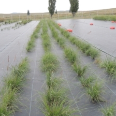 Sorghum leiocladum at Hume, ACT - 18 Dec 2023 05:47 PM