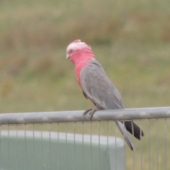 Eolophus roseicapilla (Galah) at Hume, ACT - 18 Dec 2023 by michaelb