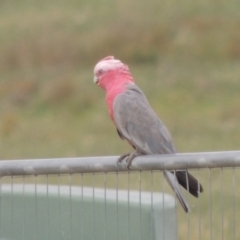 Eolophus roseicapilla (Galah) at Hume, ACT - 18 Dec 2023 by MichaelBedingfield