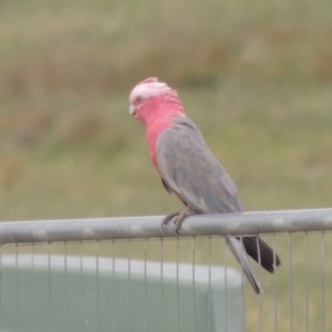 Eolophus roseicapilla (Galah) at Hume, ACT by michaelb
