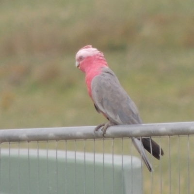 Eolophus roseicapilla (Galah) at Hume, ACT - 18 Dec 2023 by MichaelBedingfield
