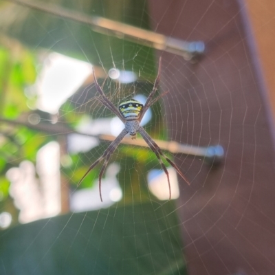 Argiope keyserlingi (St Andrew's Cross Spider) at Burnside, QLD - 14 May 2024 by clarehoneydove