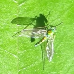 Dolichopodidae (family) at Burnside, QLD - suppressed