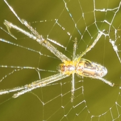 Leucauge sp. (genus) (Silver Orb-weaver) at Burnside, QLD - 14 May 2024 by clarehoneydove