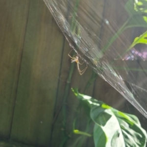 Leucauge sp. (genus) at Burnside, QLD - suppressed
