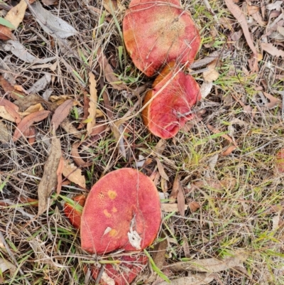 Unidentified Cap on a stem; pores below cap [boletes & stemmed polypores] at Isaacs, ACT - 12 May 2024 by Mike